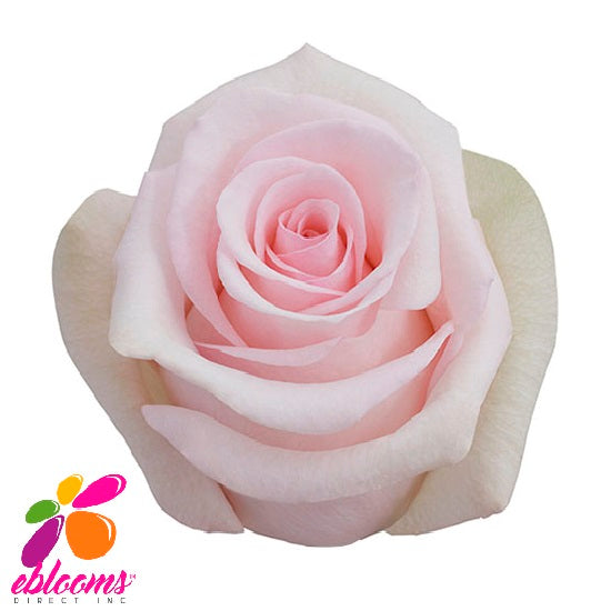 Sophie Roses Eblooms Farm Direct Inc.