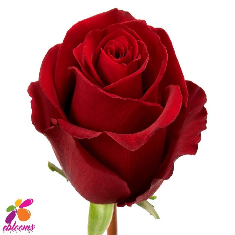 Tinto Red Rose variety - EbloomsDirect