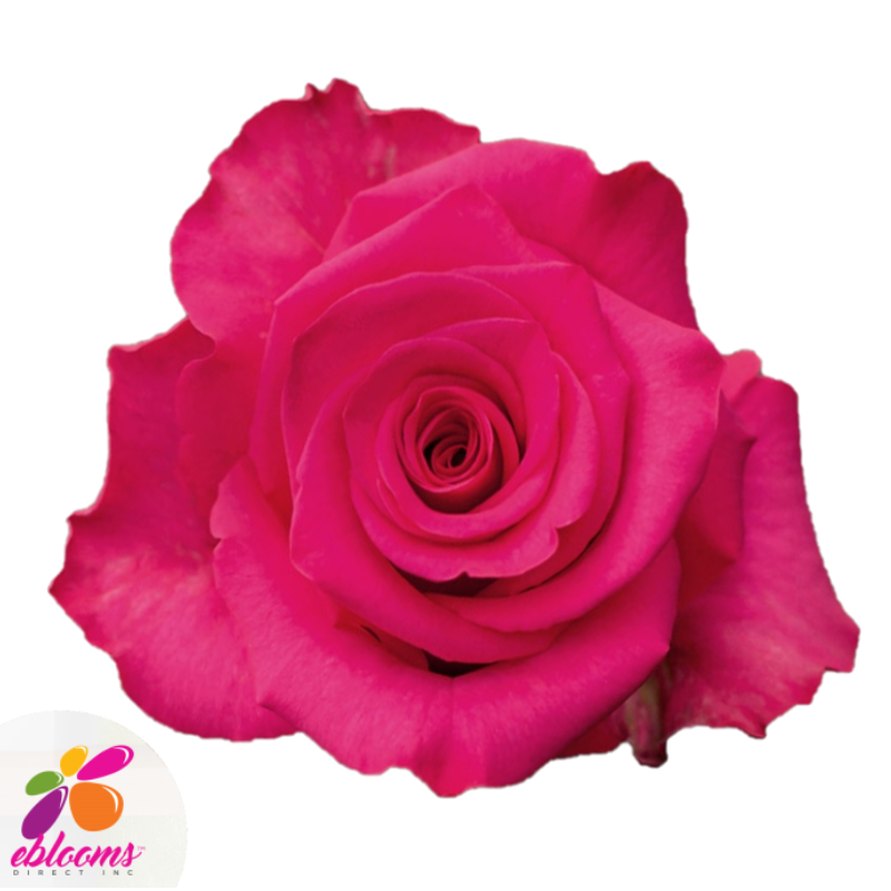 V.I Rose Variety - hot Pink Roses - EbloomsDirect
