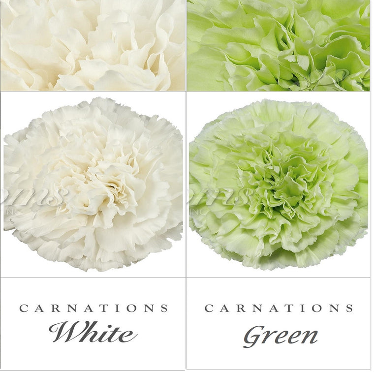 Carnations White - Green