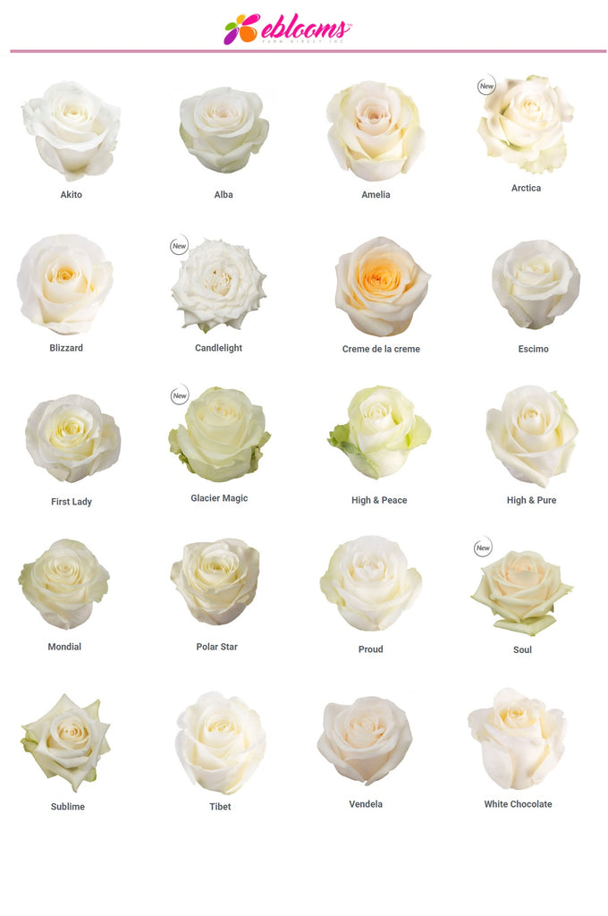 White Rose varieties- EbloomsDirect