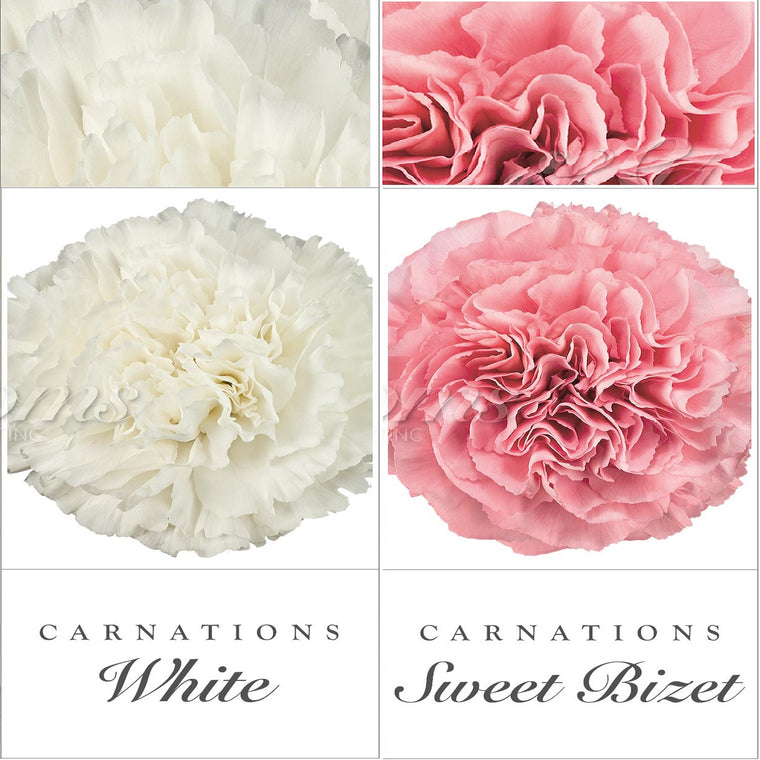 Carnations White - Pink