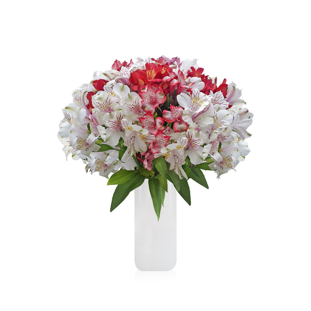 Alstroemeria Bouquet - EbloomsDirect