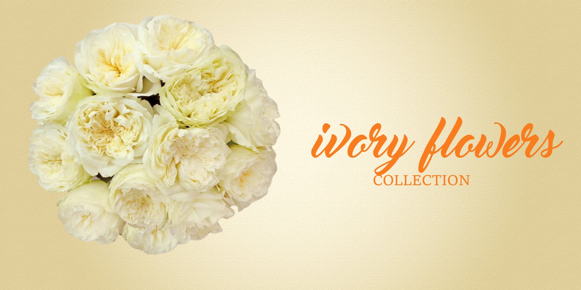 Ivory Flowers -EbloomsDirect