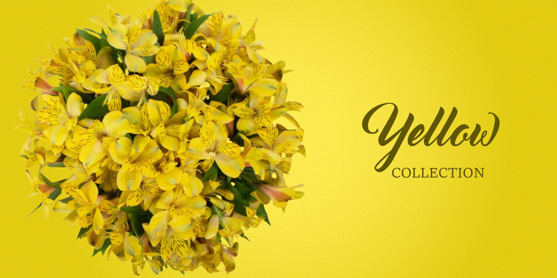 Yellow Flowers - EbloomsDirect