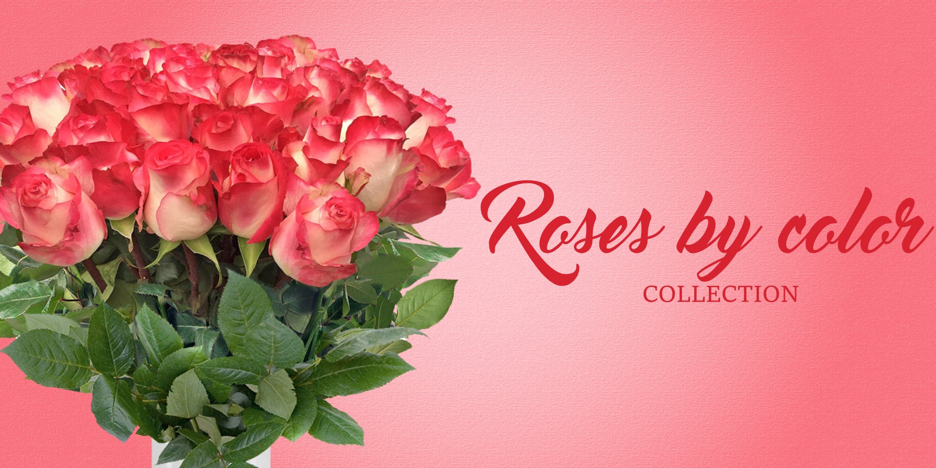 Roses - wholesale roses 