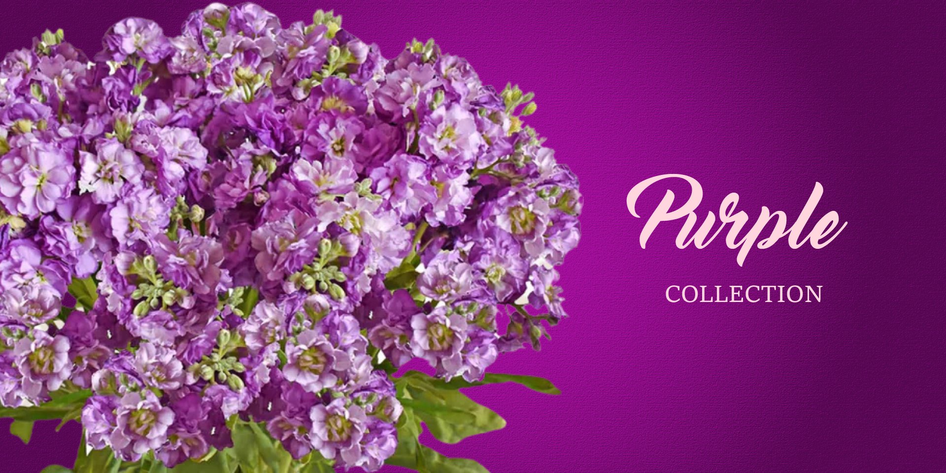 Purple Flowers - EbloomsDirect
