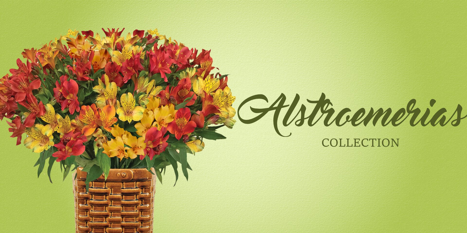 Alstroemerias Collection - EbloomsDirect
