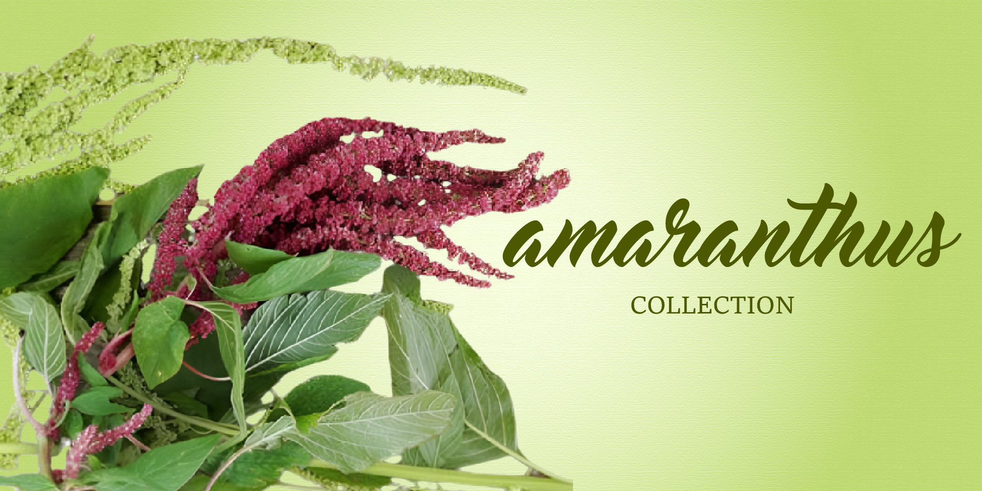 Amaranthus
