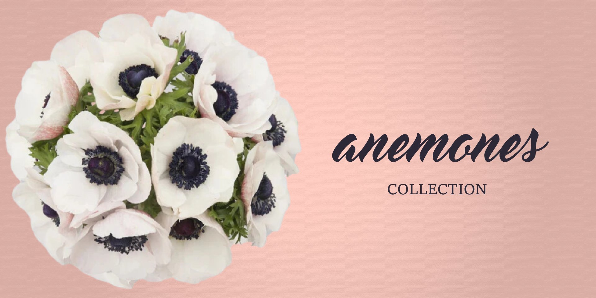 Anemones Collection - EbloomsDirect free delivery flowers near me