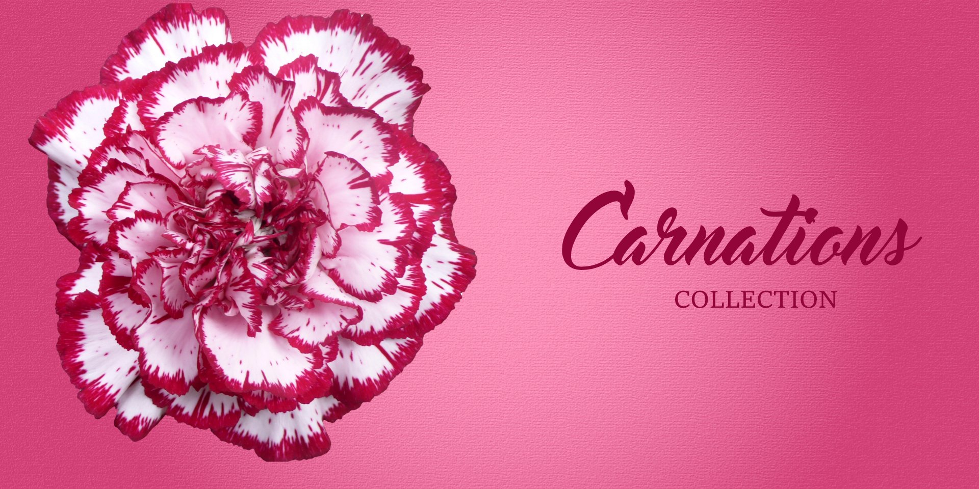 Carnation and Mini Carnation Collection - EbloomsDirect