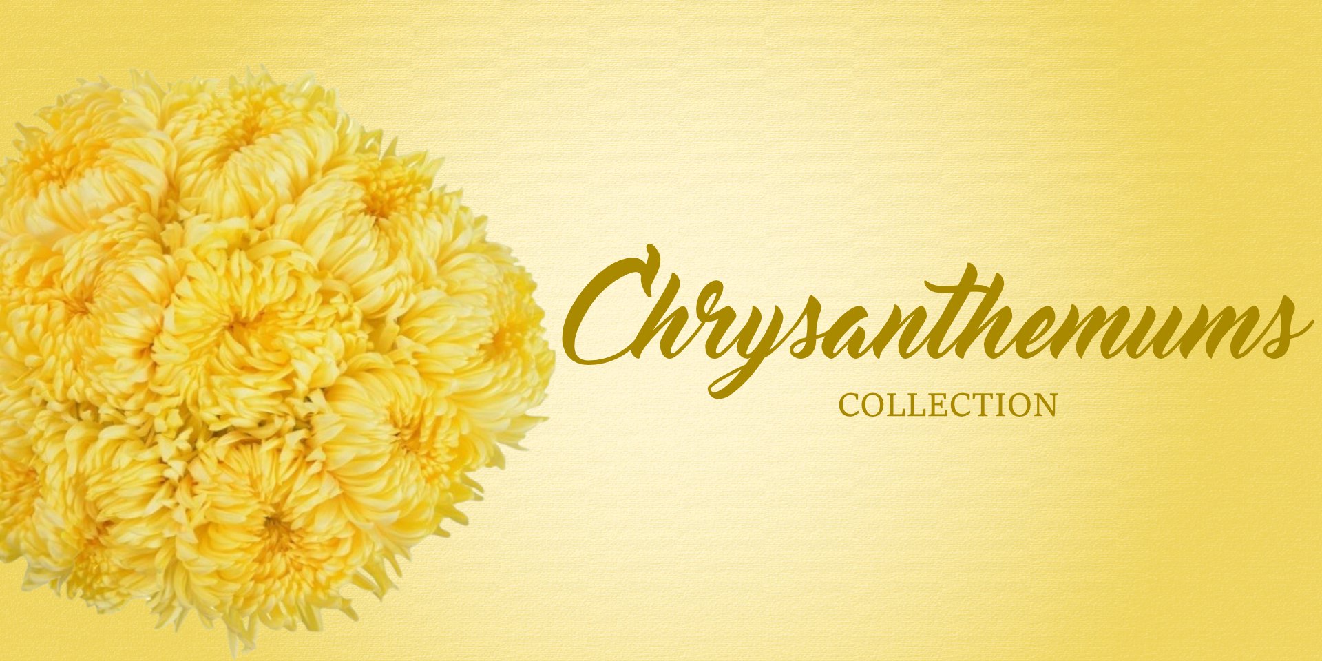 Chrysanthemums Collection -EbloomsDirect