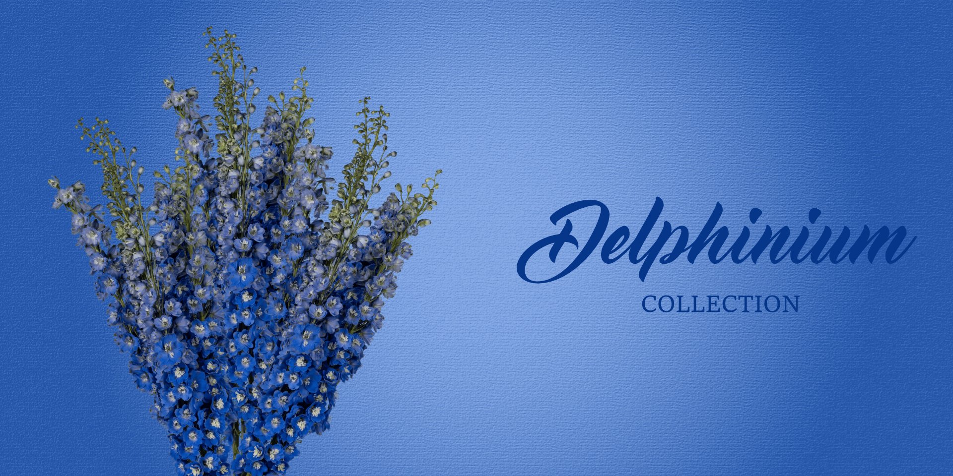 Delphinium - free delivery flowers near me