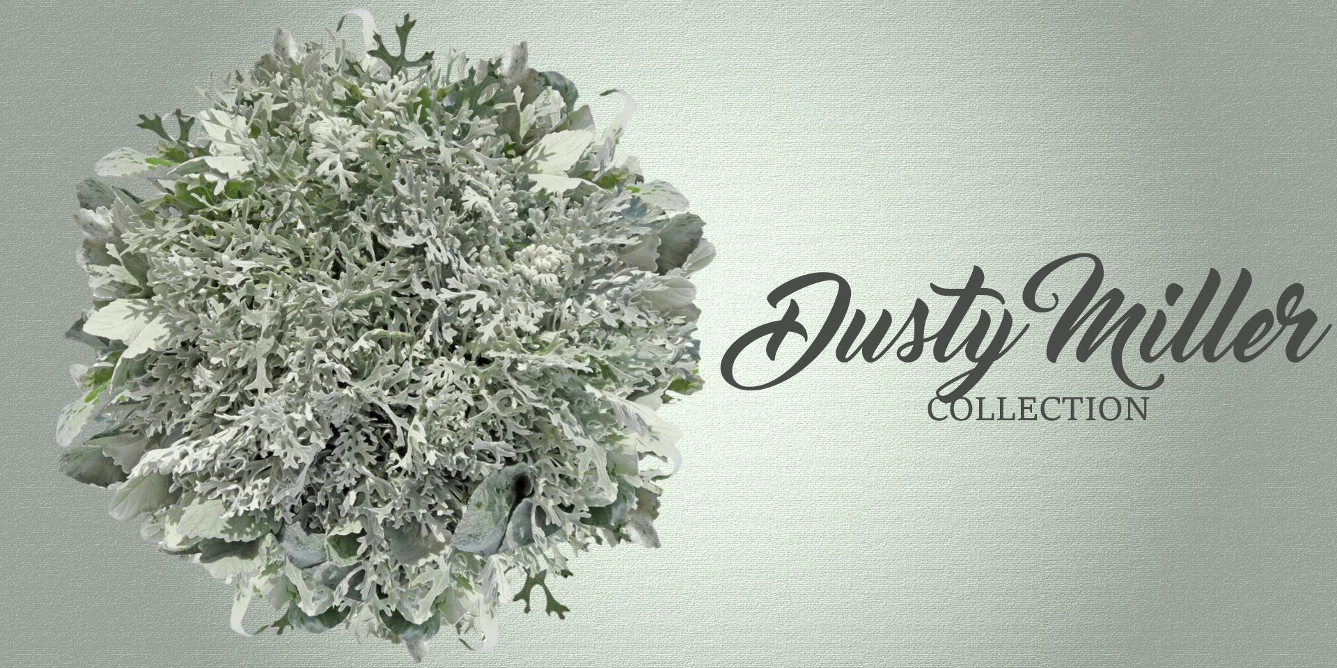 Dusty Miller