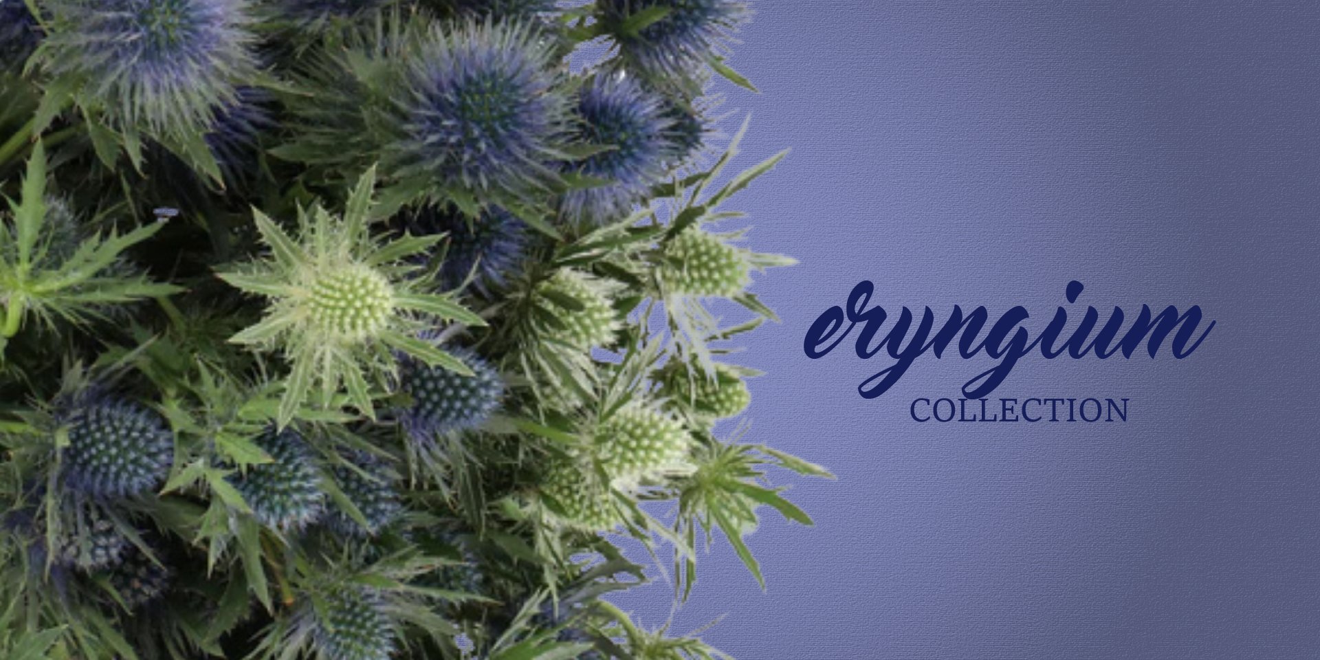 Eryngium
