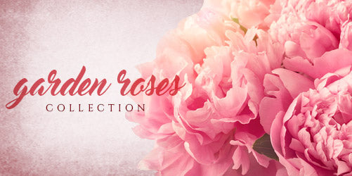 Garden Roses Collection - EbloomsDirect