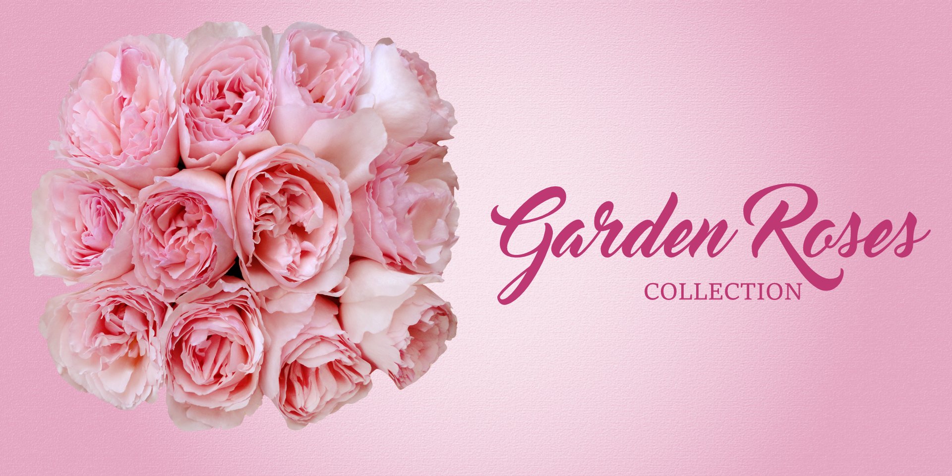 Garden Roses Collection - EbloomsDirect