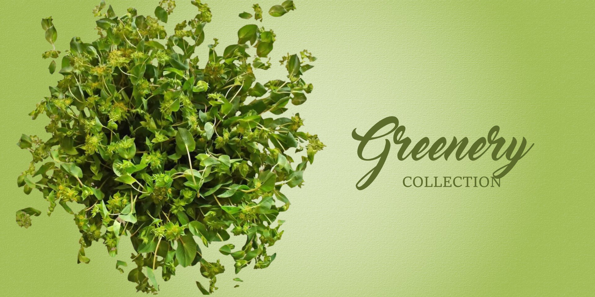 Greenery Collection - EbloomsDirect
