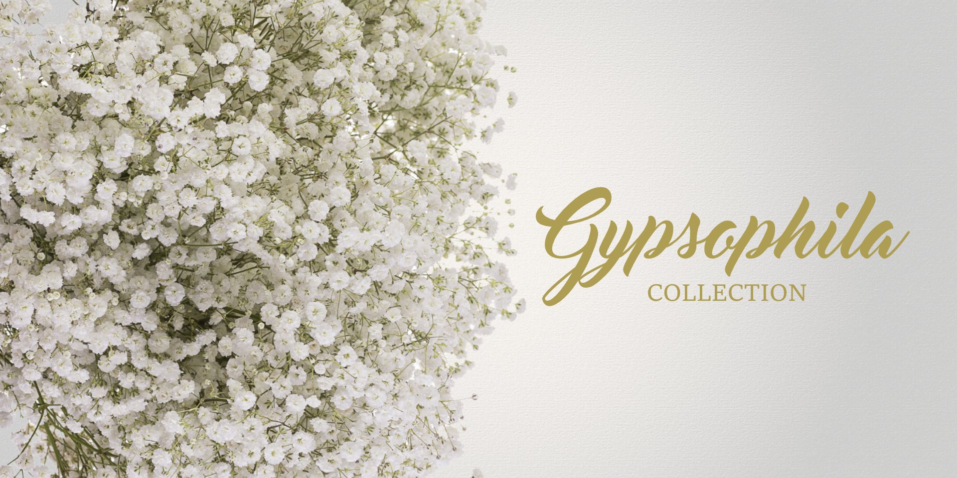 Gypsophila Collerction - EbloomsDirect