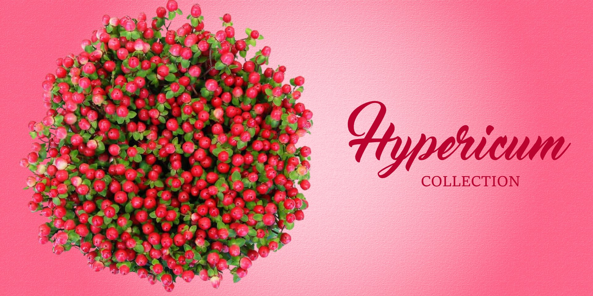 Hypericum Collection - EbloomsDirect