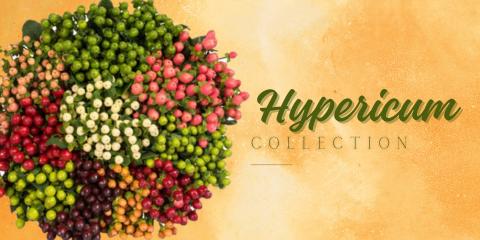 Hypericum - EbloomsDirect