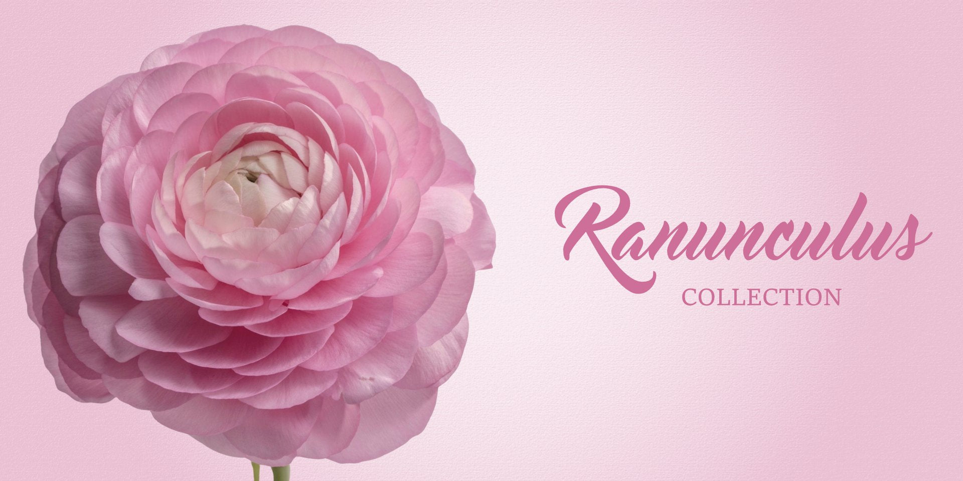 Ranunculus - Buttercup flowers free delivery flowers near me