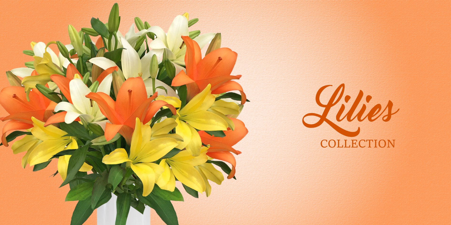 Oriental and La Hybrid Lilies Collection - EbloomsDirect