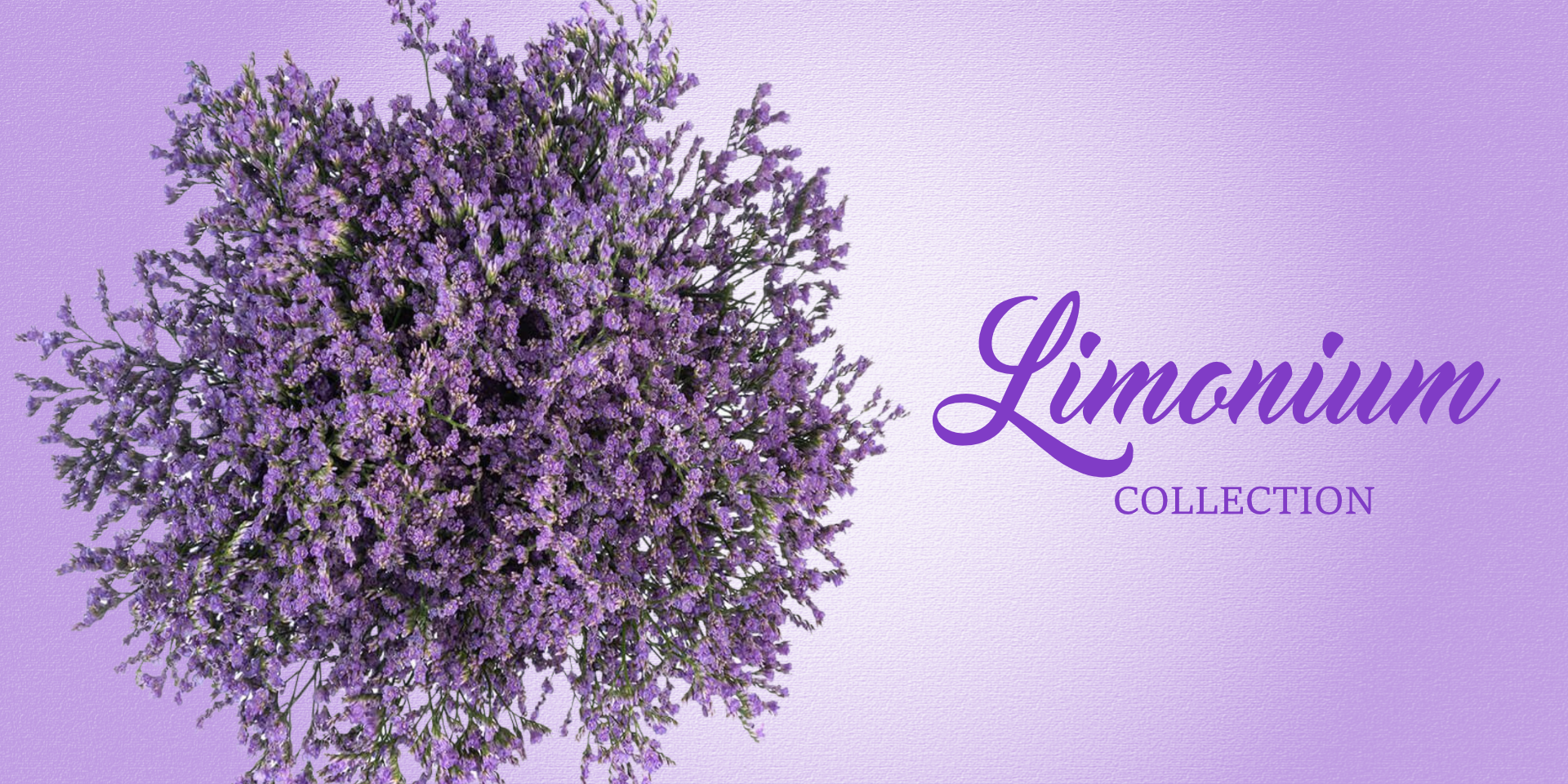 Limonium - cheap flowers free delivery near me