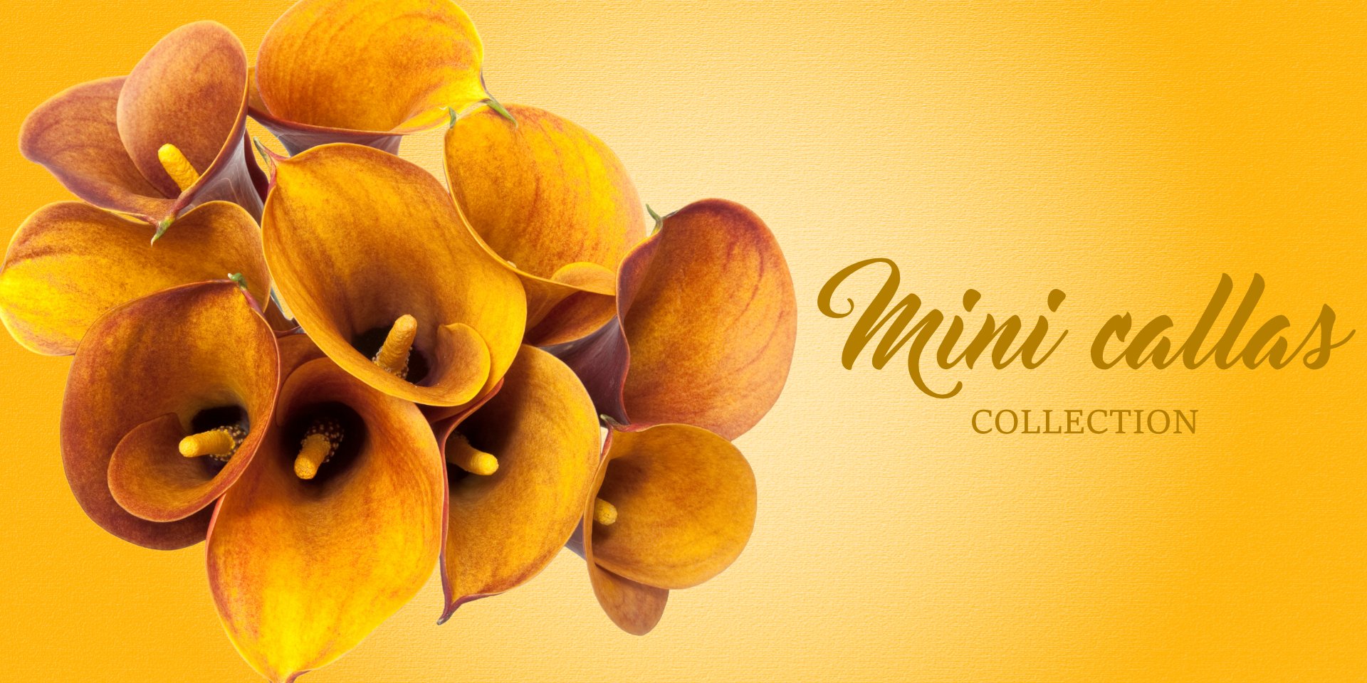 Mini Callas Collection - EbloomsDirect