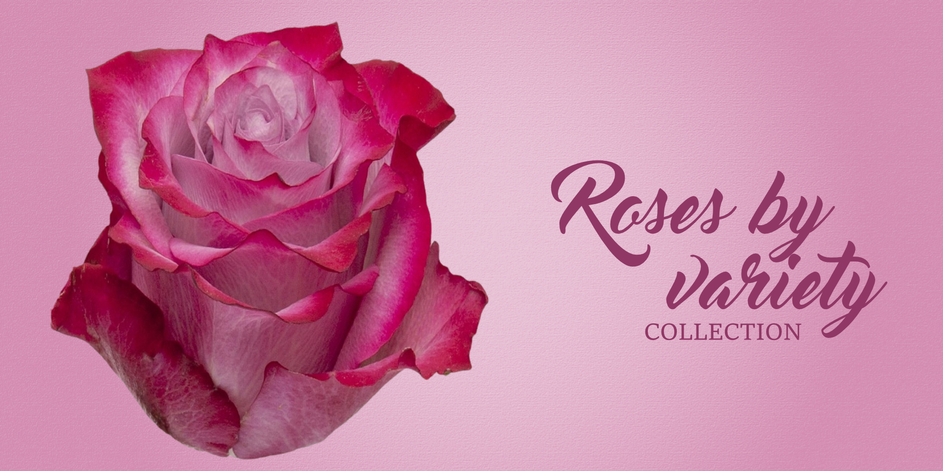 Roses By Variety by EbloomsDirect