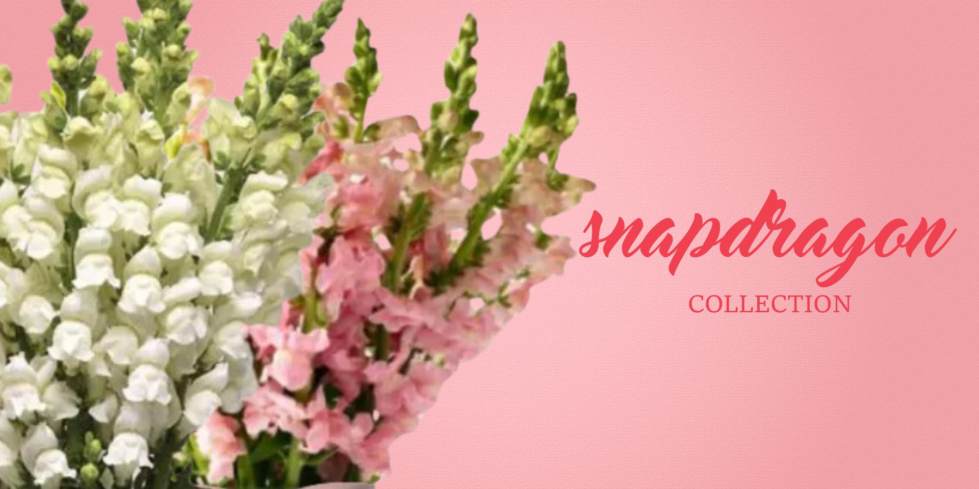 Snapdragon