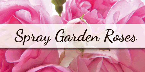 Spray Garden Roses - cheap flowers free delivery near me