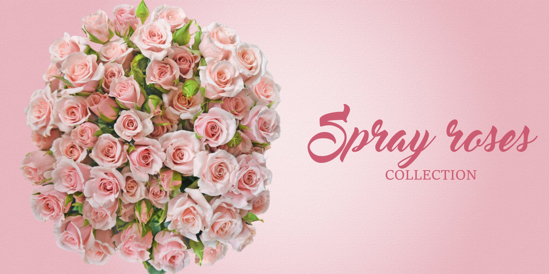 Spray roses free delivery flowers near me