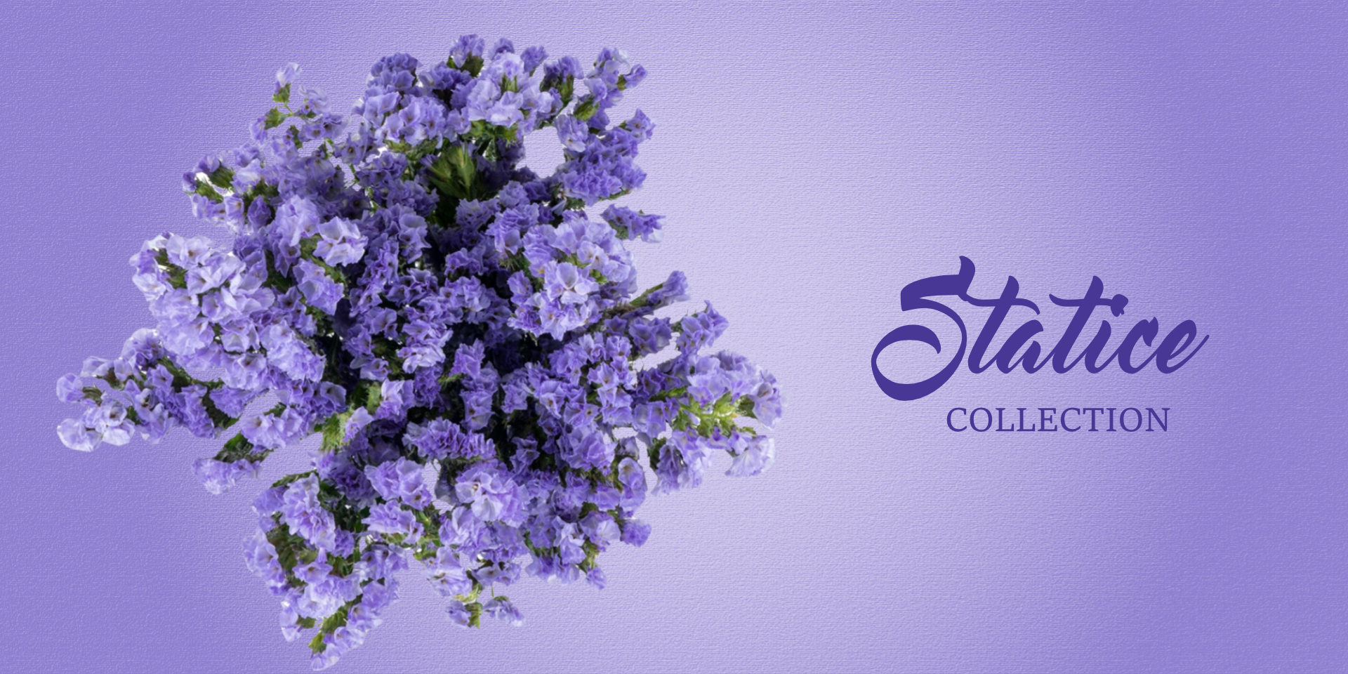 Statice Flowers Near me with Free Delivery by EbloomsDirect