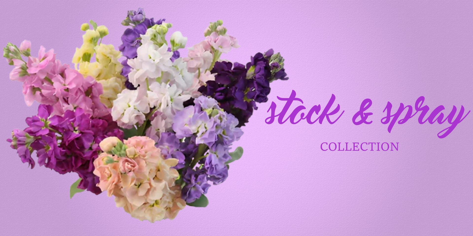 Stock and Spray Stock