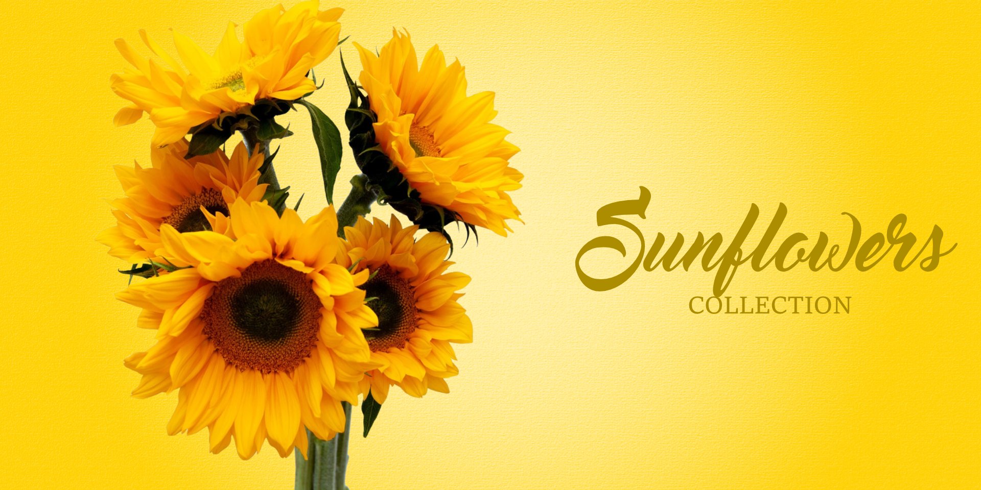 Sunflowers Collection - EbloomsDirect