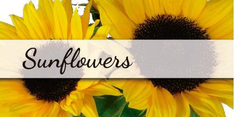 Sunflowers - Flower Type EbloomsDirect