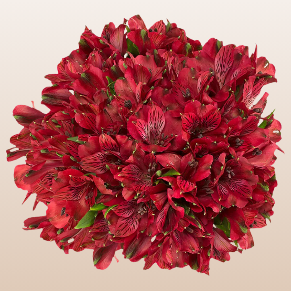 Alstromeria Red