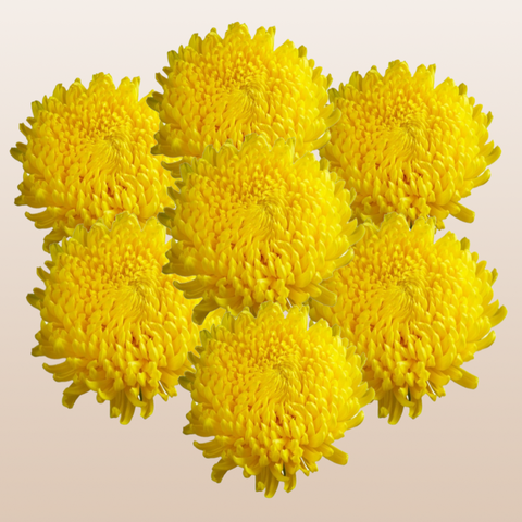 Chrysanthemum Yellow Astroid