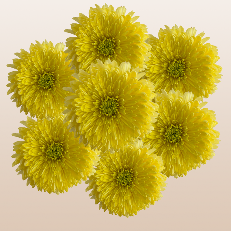 Chrysanthemum Magnum Yellow