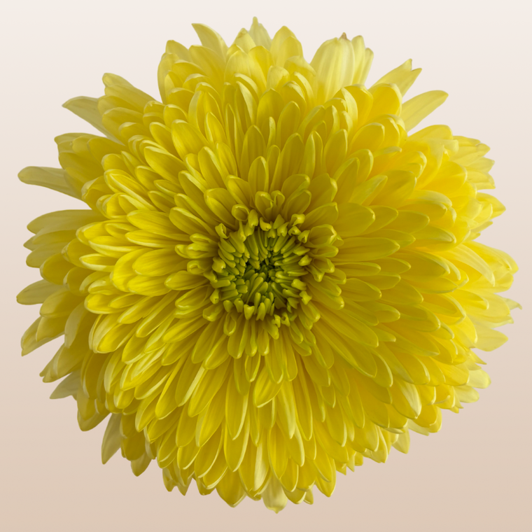 Chrysanthemum Magnum Yellow