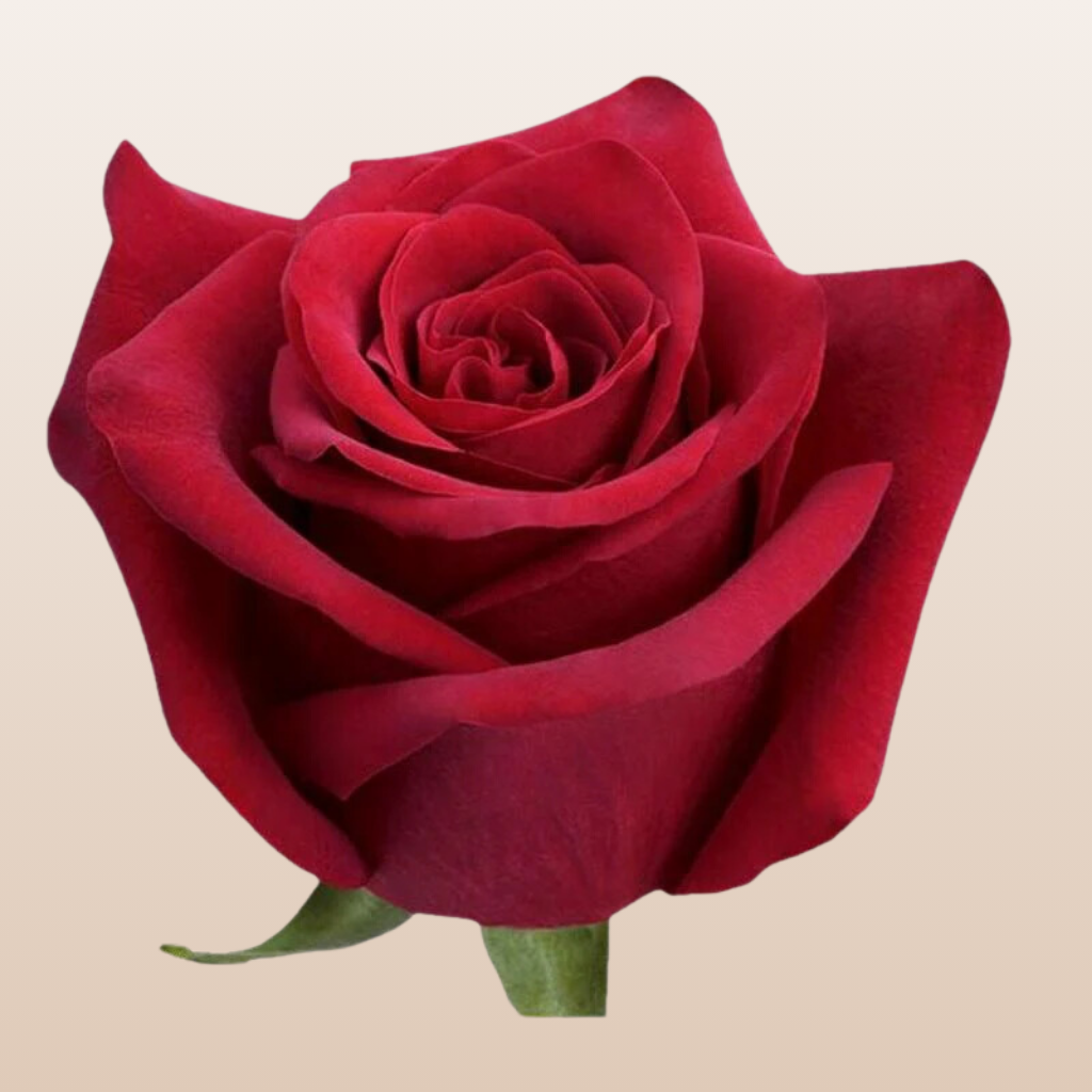 Game on Red Roses