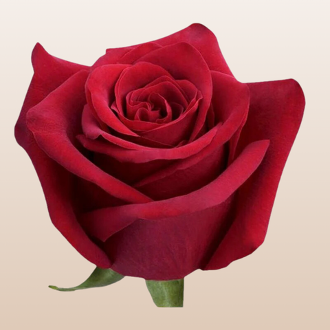 Game on Red Roses