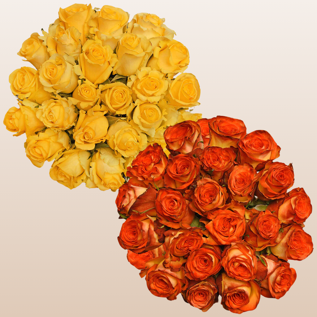 Duo Yellow - Bicolor Roses