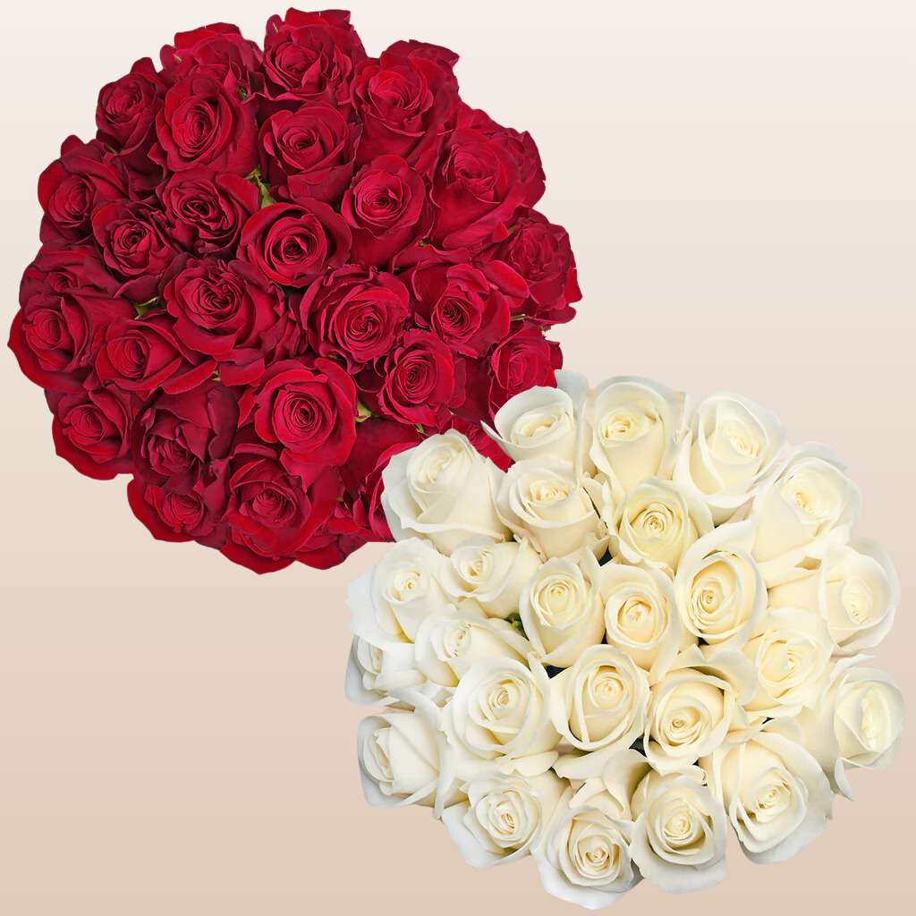Red and White Roses