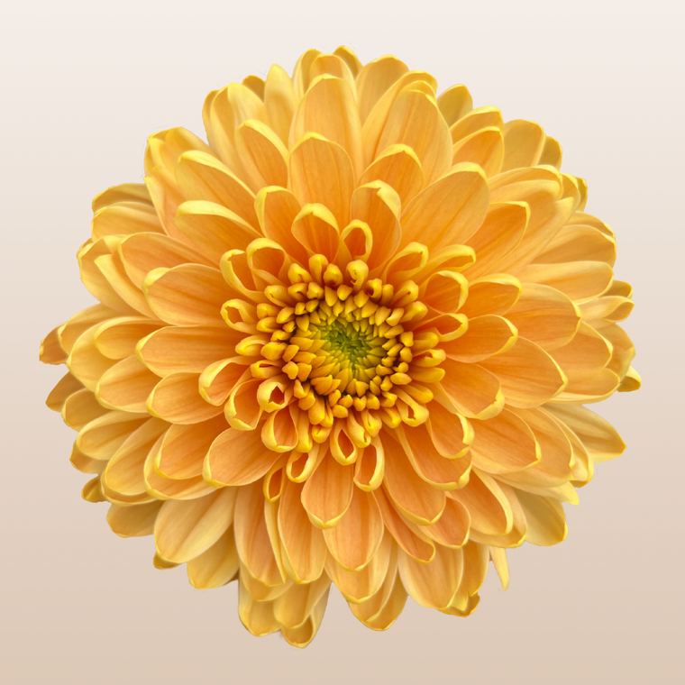 Chrysanthemum Orange Rossano