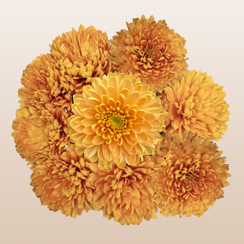 Chrysanthemum Orange Rossano