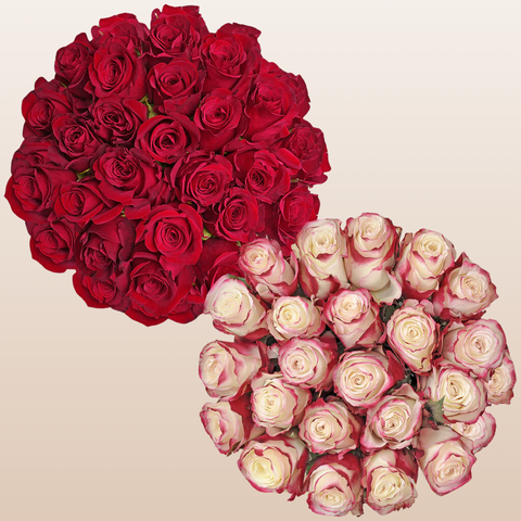 Duo Red - Bicolor White/Red Roses