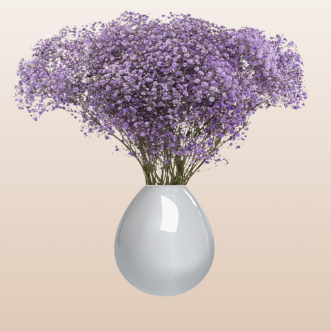 Baby's Breath Lilac