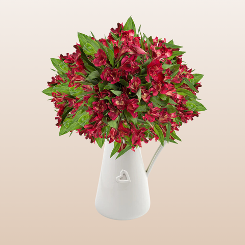 Alstromeria Red